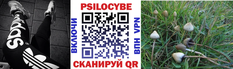 как найти наркотики  Балтийск  Псилоцибиновые грибы прущие грибы 
