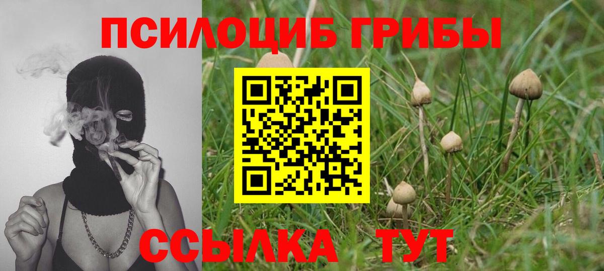 Галлюциногенные грибы Psilocybe Балтийск